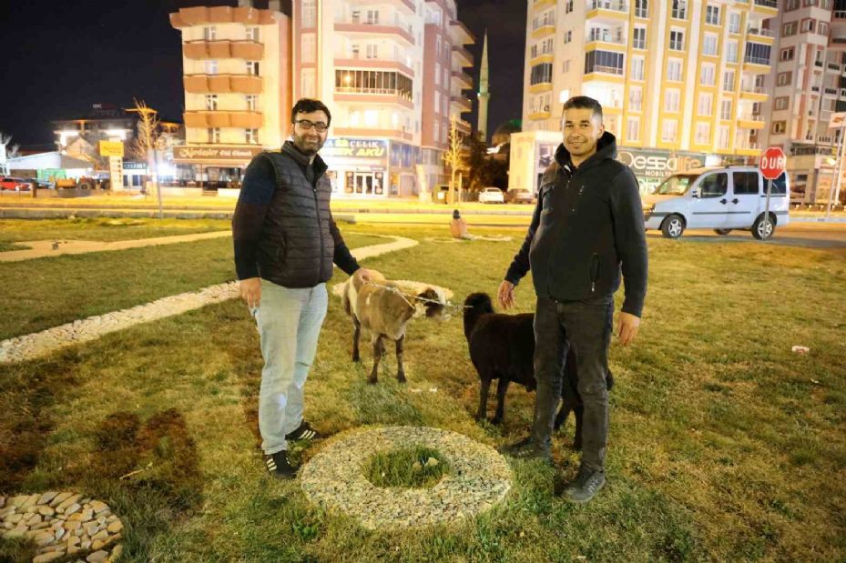 Kamyonetten yola düşen "Mor Karaman" ırkı koyunlar başıboş bırakıldı