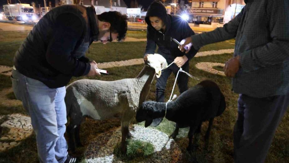 Kamyonetten yola düşen "Mor Karaman" ırkı koyunlar başıboş bırakıldı