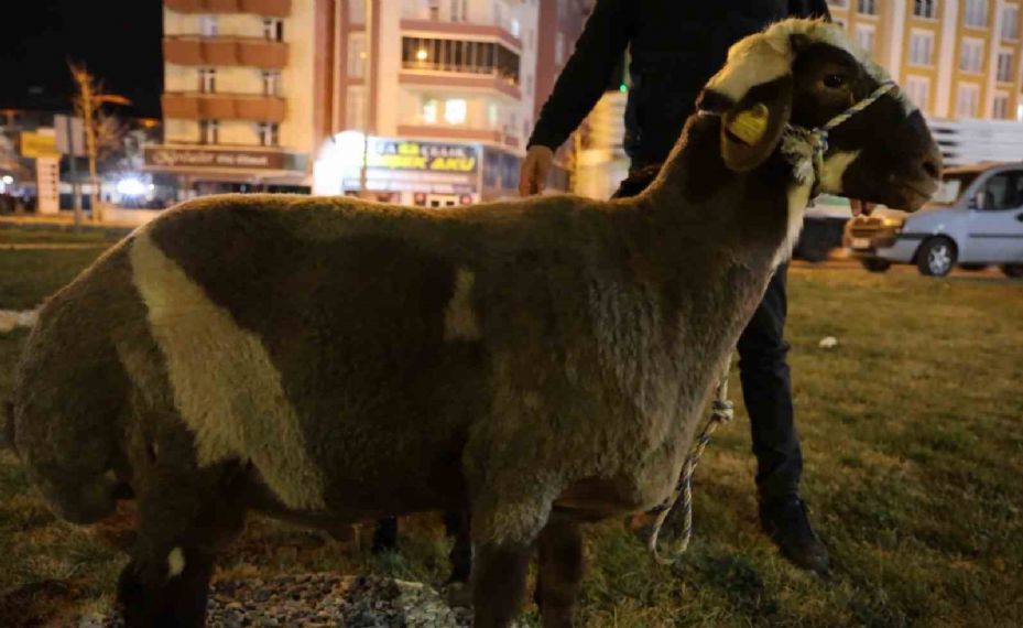 Kamyonetten yola düşen "Mor Karaman" ırkı koyunlar başıboş bırakıldı