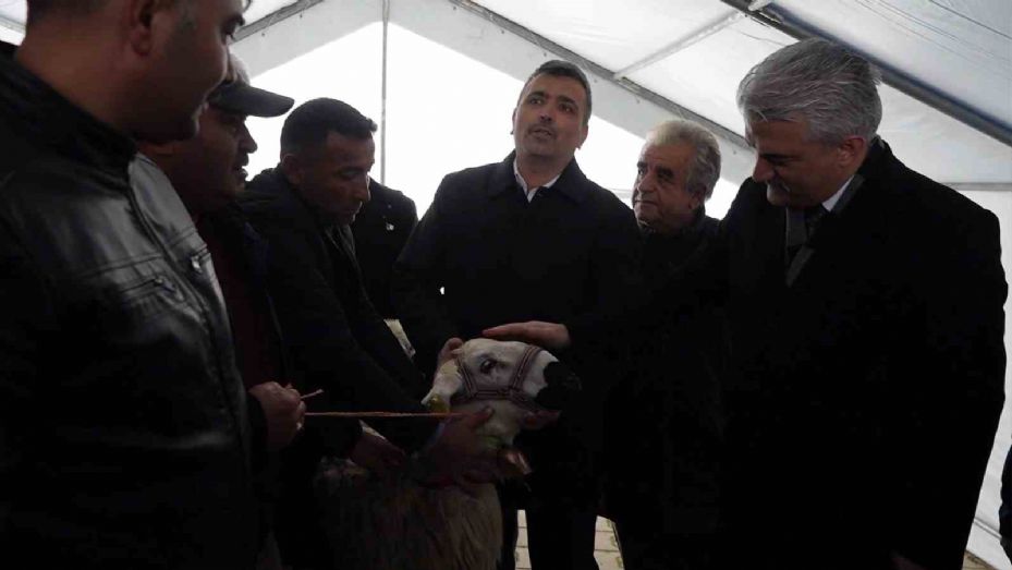 Kadın girişimcinin büyük azmi: Kendisi küçükbaş hayvan üreticisi, kocası çoban