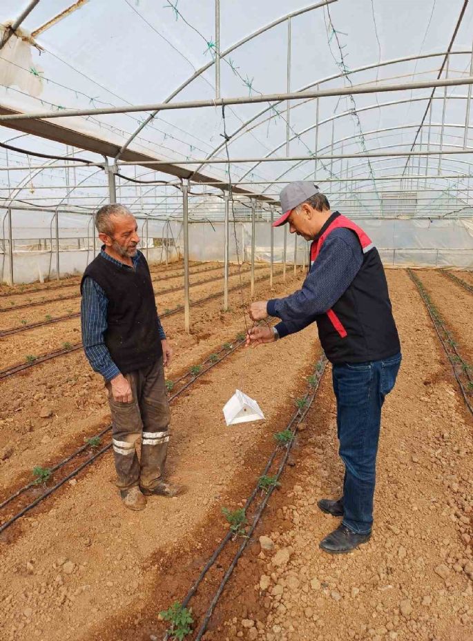 Eskişehir’de domates seralarında zararlı takibi başladı