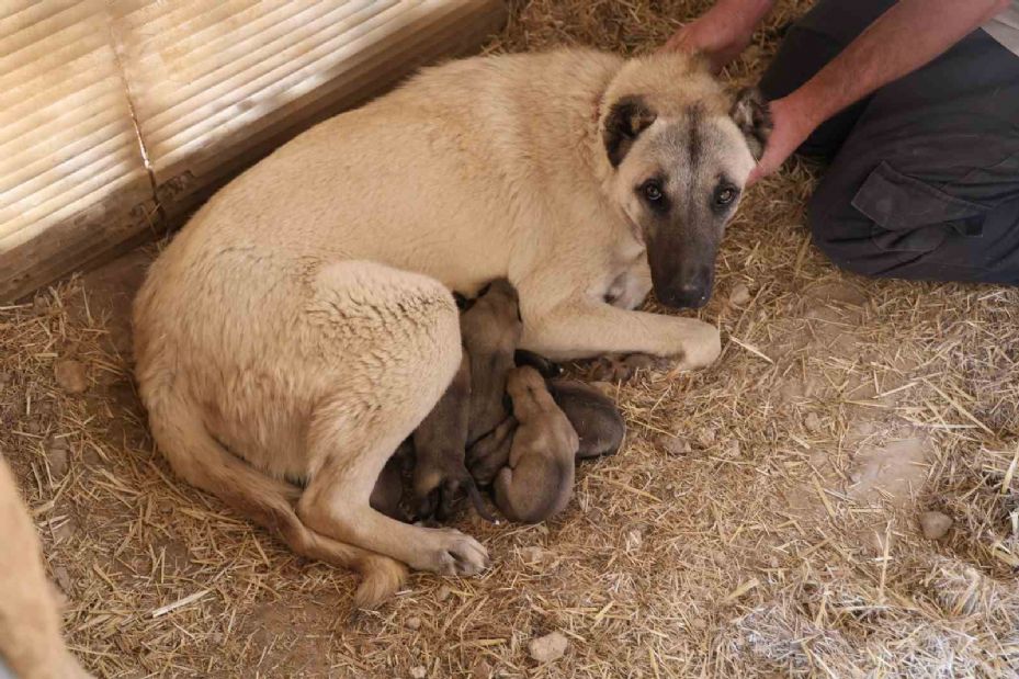 Geleceğin Anadolu Aslanları, bu yıl erken dünyaya geldi