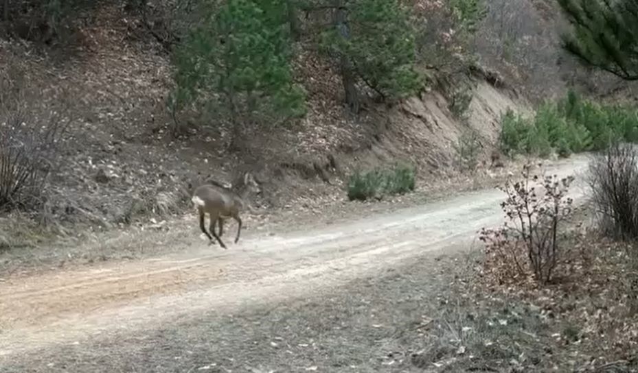 Çankırı’da yaban hayatı kamerada