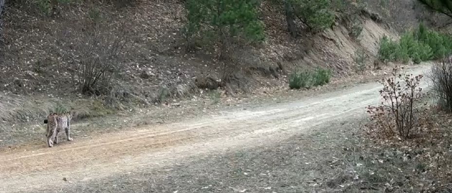 Çankırı’da yaban hayatı kamerada
