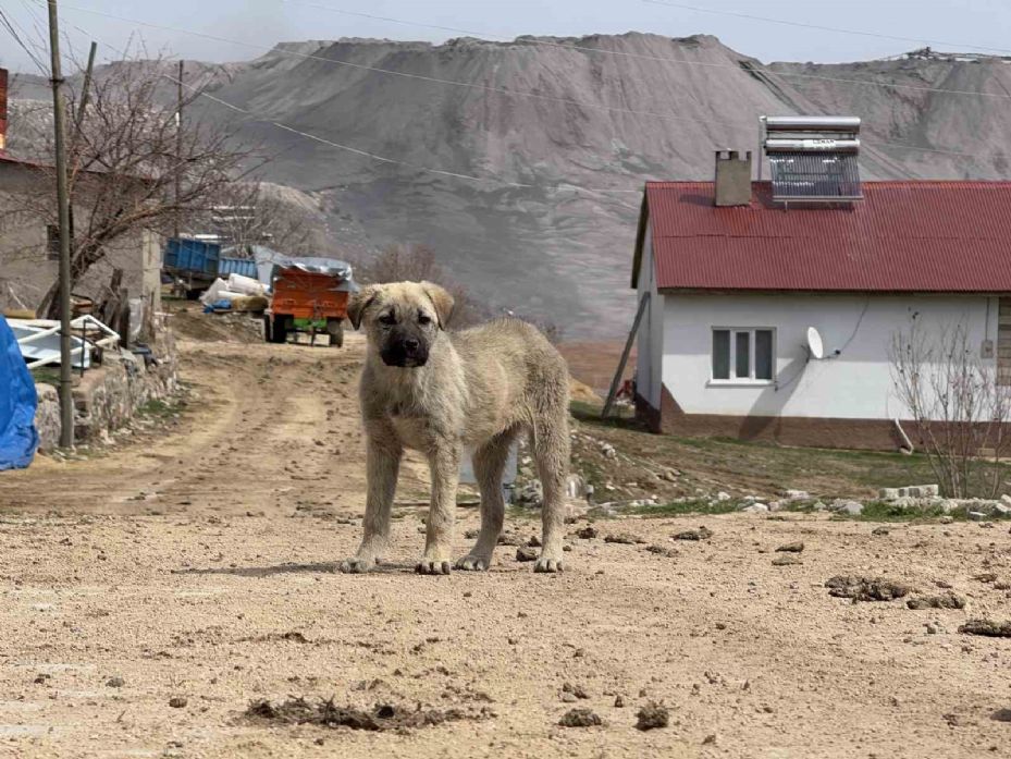 Konya Şeker’e bağlı Kangal Termik Santrali, insan sağlığını tehdit ediyor