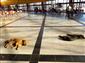 Eskişehir’de soğukta üşüyen sevimli köpekler ısınmak için otogara sığındı