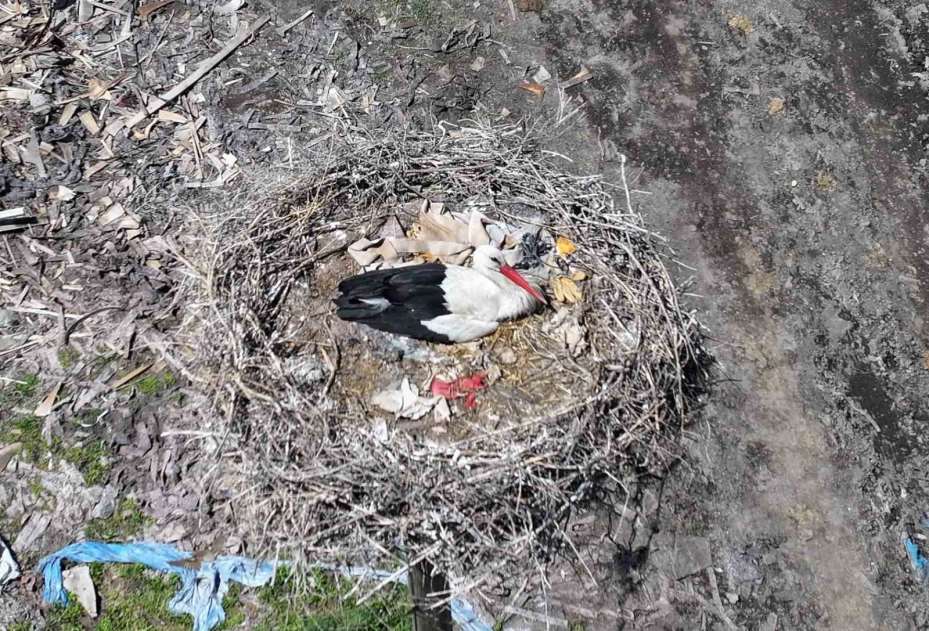 Baharın habercisi leylekler Hürmetçi Sazlığı’na geldi