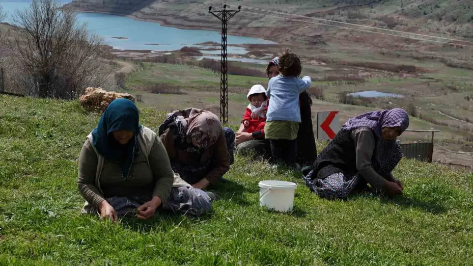 Türkülere konu olan madımak hasadı başladı