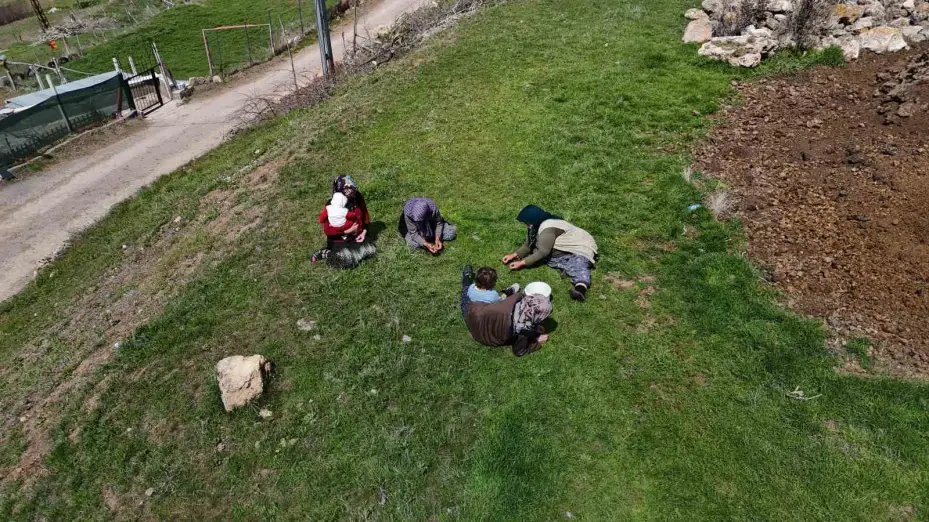 Türkülere konu olan madımak hasadı başladı