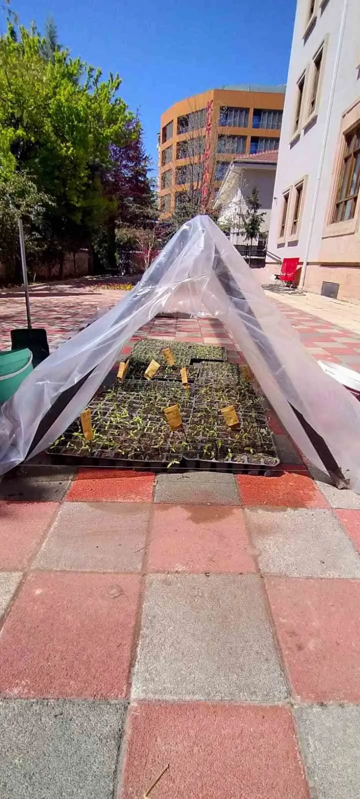 Yükümlülerin ektiği tohumlardan çıkacak ürünler ihtiyaç sahiplerine dağıtılacak