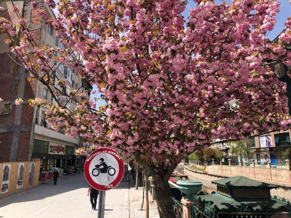 Süs erik ağacına ’Martenitsa’ bağlandı