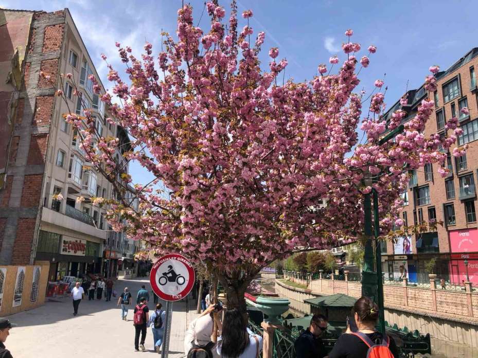 Süs erik ağacına ’Martenitsa’ bağlandı