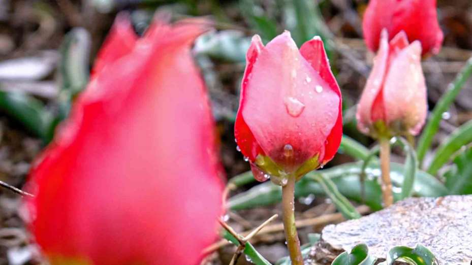 Yılda sadece 15 gün görülen ‘dağ lalesi’ görsel şölen oluşturuyor