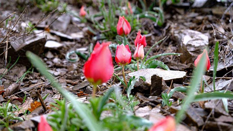 Yılda sadece 15 gün görülen ‘dağ lalesi’ görsel şölen oluşturuyor