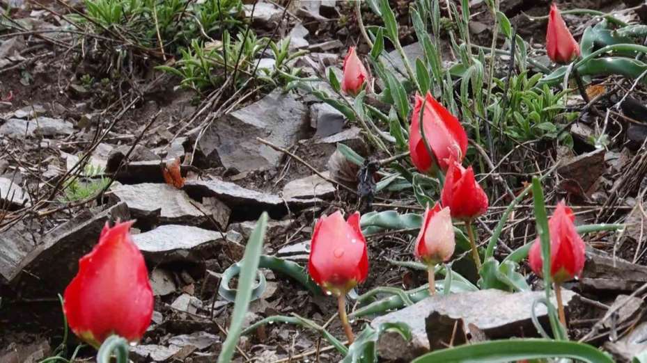 Yılda sadece 15 gün görülen ‘dağ lalesi’ görsel şölen oluşturuyor