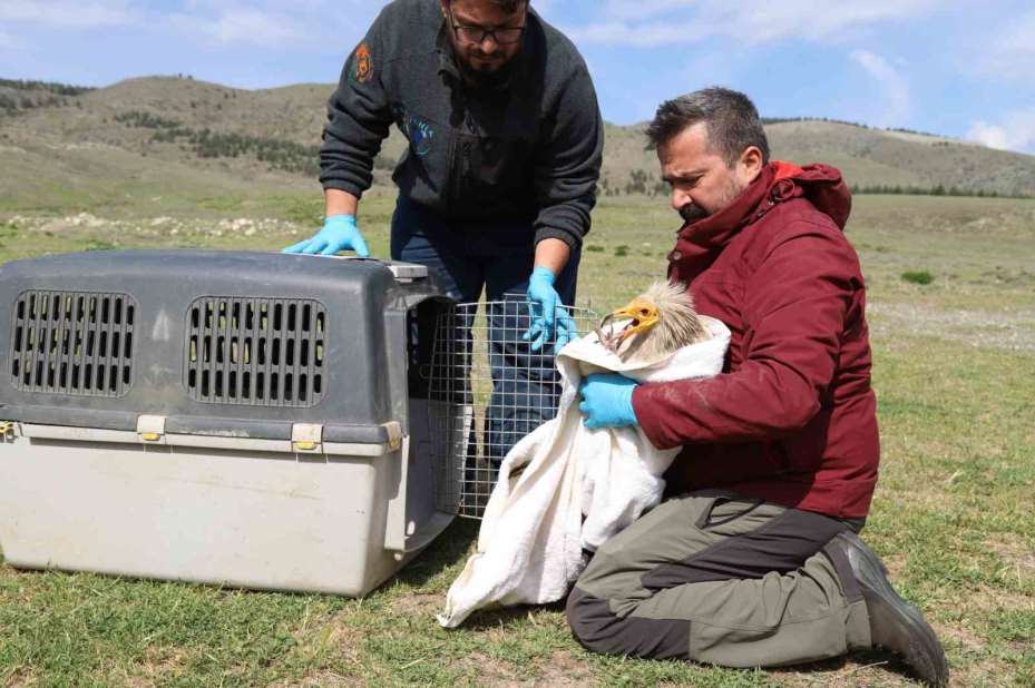 Akbaba Midas 101 bin kilometre uçtu