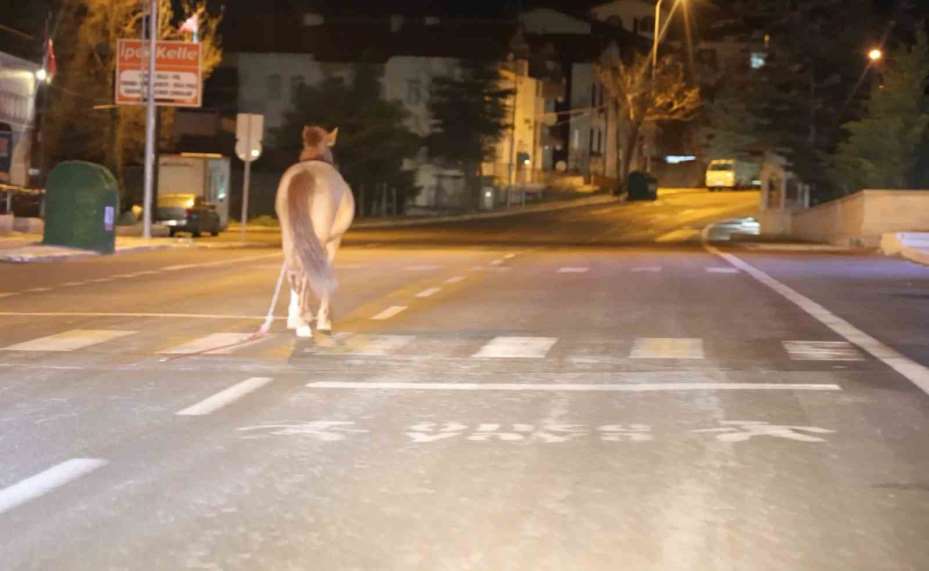 Belediyeden başıboş at ihbarı yapan vatandaşa "Atı bağlayın, biz sabah ekip göndeririz" cevabı