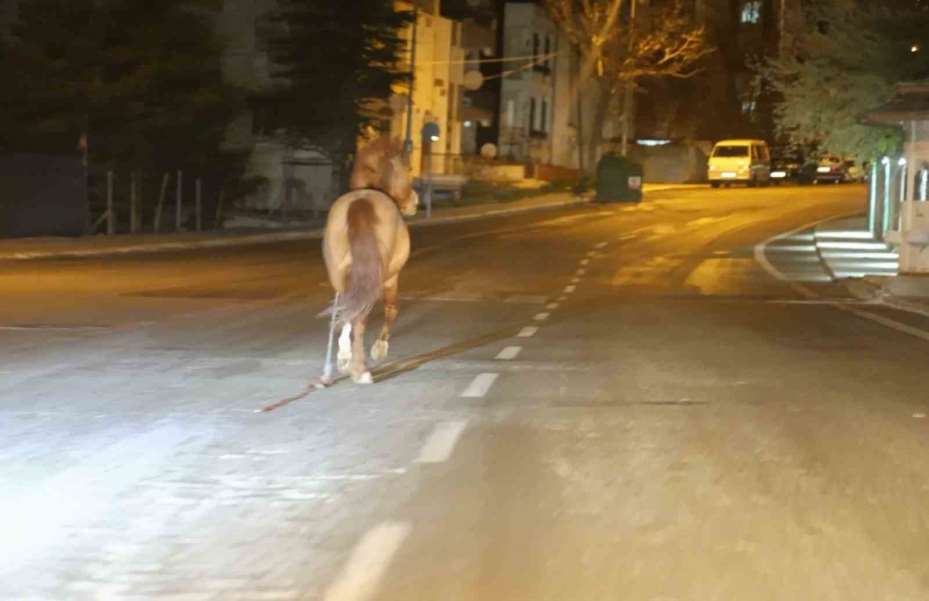 Belediyeden başıboş at ihbarı yapan vatandaşa "Atı bağlayın, biz sabah ekip göndeririz" cevabı