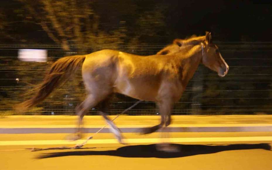 Belediyeden başıboş at ihbarı yapan vatandaşa "Atı bağlayın, biz sabah ekip göndeririz" cevabı