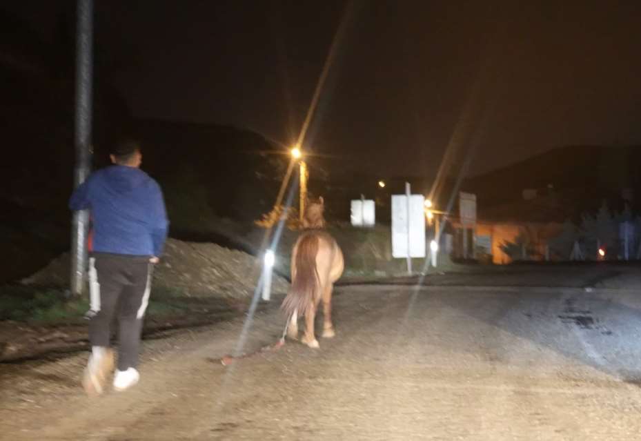 Belediyeden başıboş at ihbarı yapan vatandaşa "Atı bağlayın, biz sabah ekip göndeririz" cevabı