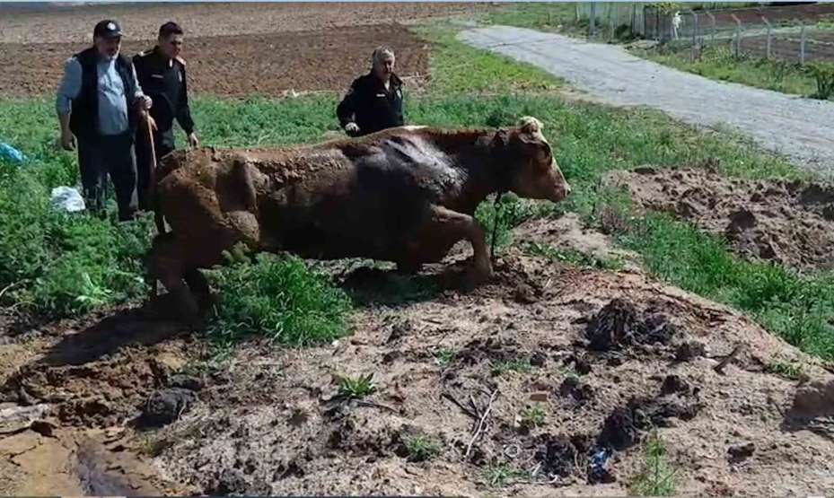 Kırıkkale’de bataklığa saplanan ineği itfaiye kurtardı