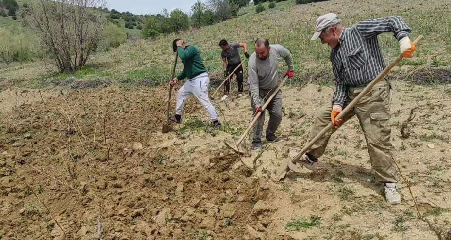 Bağlar elbirliğiyle belleniyor