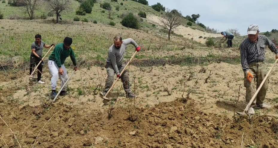 Bağlar elbirliğiyle belleniyor