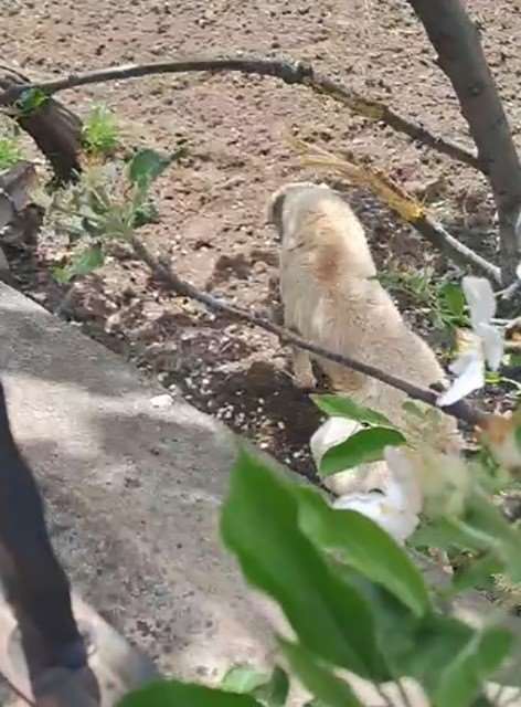 Demir korkuluklara sıkışan köpek kurtarıldı