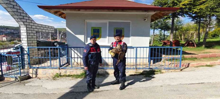Yaralı puhu kuşu tedavi altına alındı