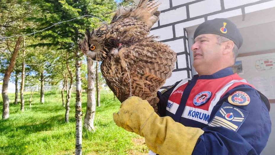 Yaralı puhu kuşu tedavi altına alındı