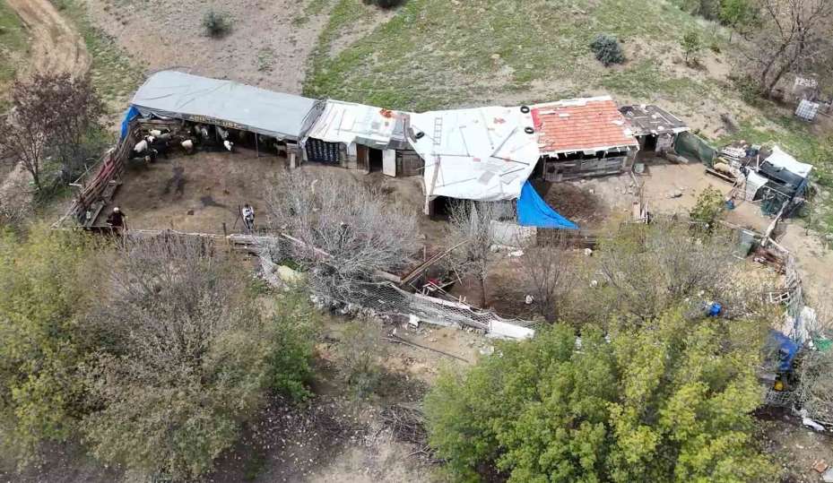 Sürüsünü kurtlara kaptıran kadın gözyaşlarını tutamadı: "Hepsi evladım gibiydi"