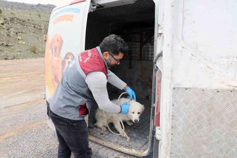 Talas Pati Evi, sahipsiz canlara yuva oluyor