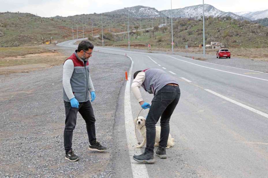 Talas Pati Evi, sahipsiz canlara yuva oluyor