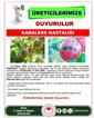 Niğde Tarım İl Müdürlüğü’nden Karaleke Uyarısı: Üreticiler ilaçlama yapmalı