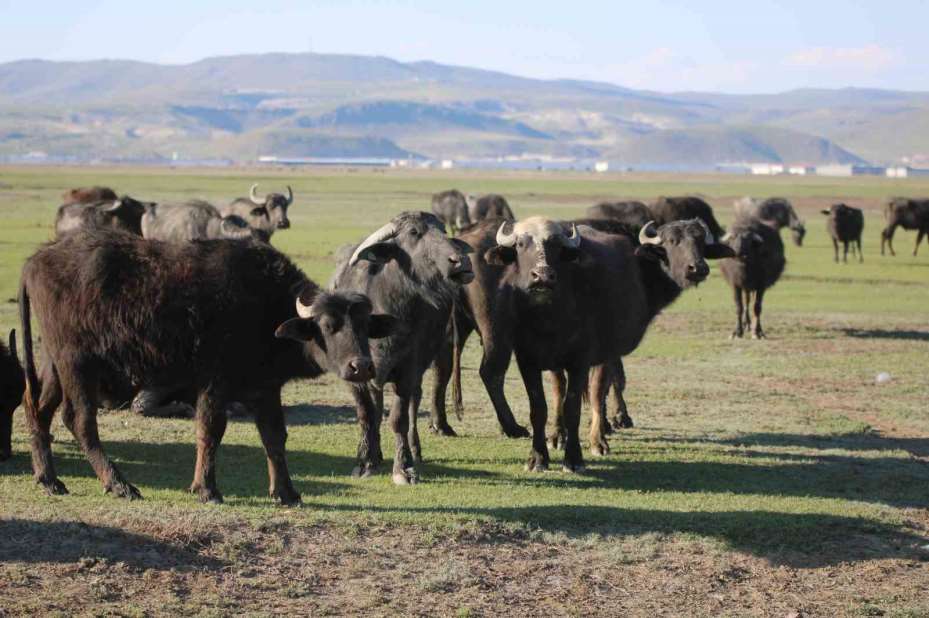 Belgesel tadında manda yolculuğu