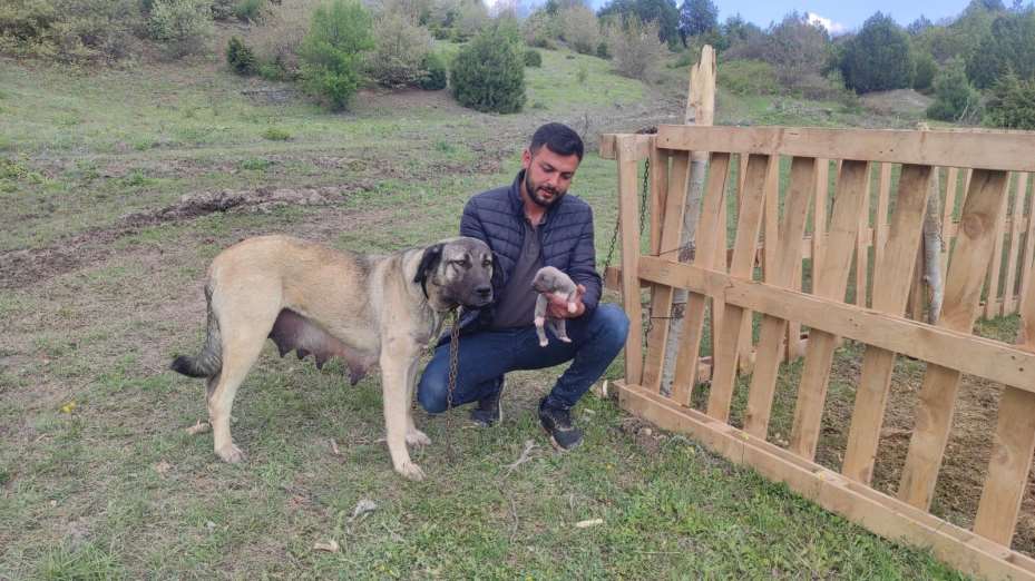 Sosyal medyada linç edilmişti, o köpeğin sahibi konuştu