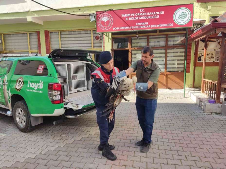 Karaman’da yaralı leylek koruma altına alındı