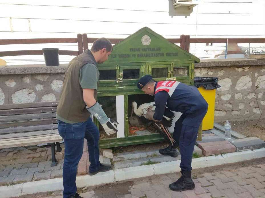 Karaman’da yaralı leylek koruma altına alındı