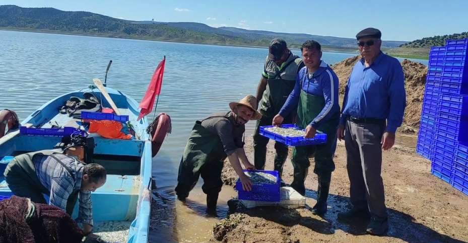 Denize kıyısı olmayan Yozgat’taki gümüş balıkları Avrupalılara çerez oluyor