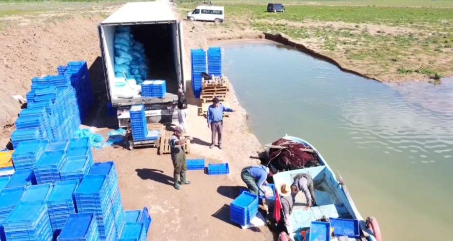 Denize kıyısı olmayan Yozgat’taki gümüş balıkları Avrupalılara çerez oluyor