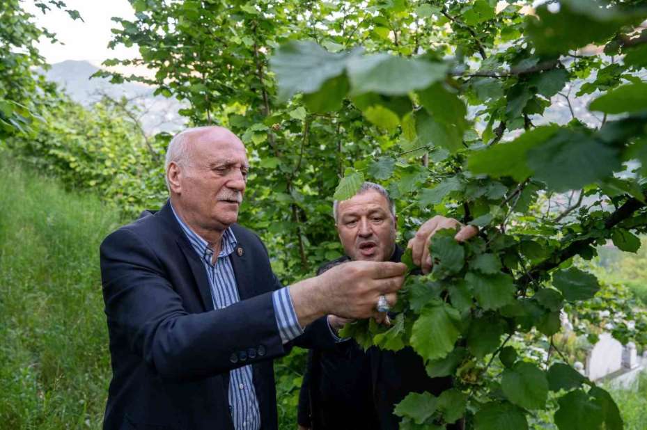 TZOB Genel Başkanı Bayraktar, Ordu, Giresun ve Trabzon’da zirai dondan etkilenen fındık bahçelerini inceledi