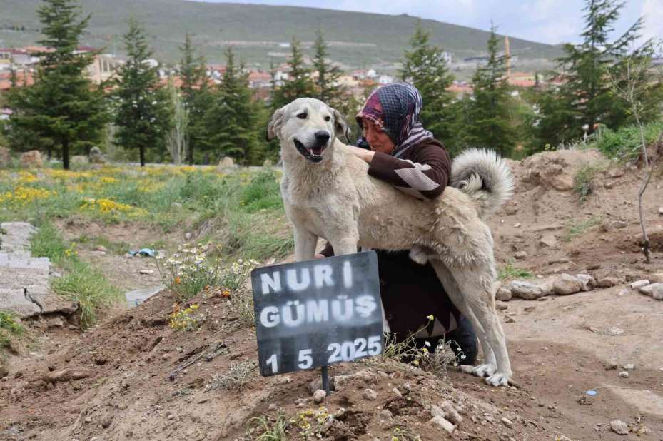 ’Garip’in vefası: Ölen sahibinin mezarından ayrılmıyor