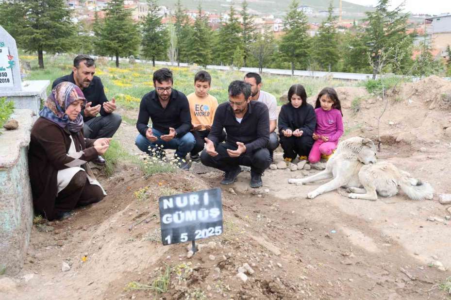 ’Garip’in vefası: Ölen sahibinin mezarından ayrılmıyor