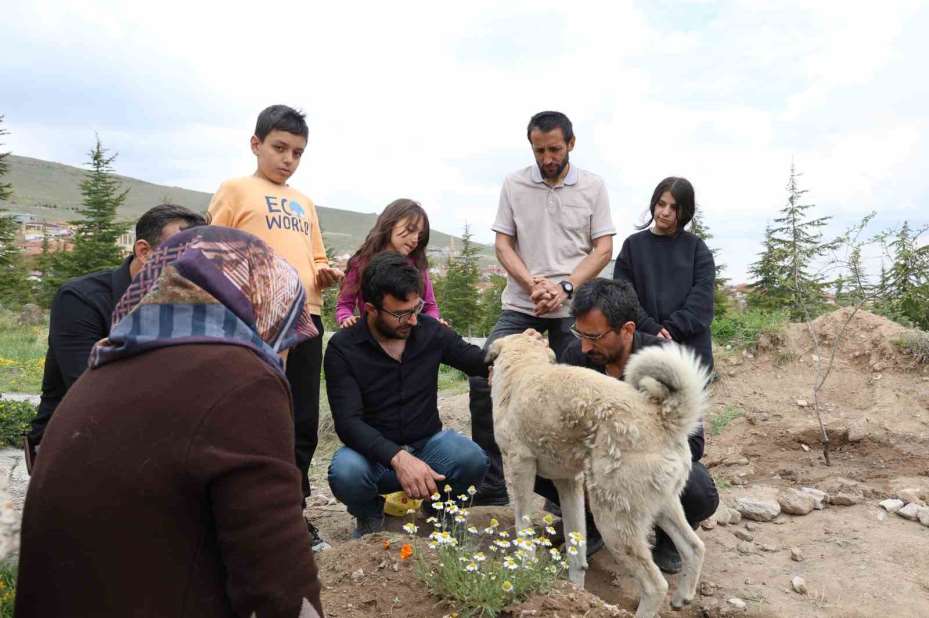 ’Garip’in vefası: Ölen sahibinin mezarından ayrılmıyor