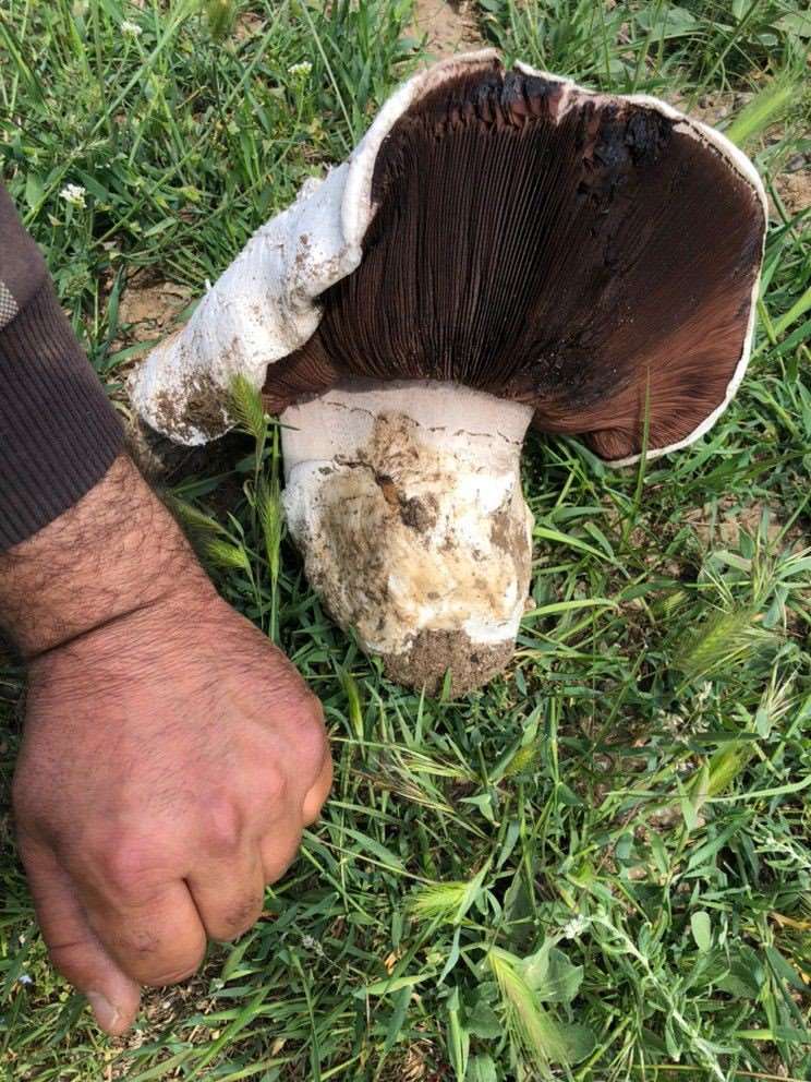 Ankara’da 1 kiloluk mantar görenleri hayrete düşürdü