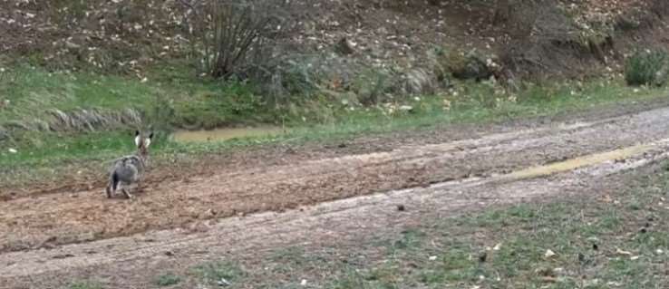 Çankırı’da yaban hayatı fotokapana yansıdı