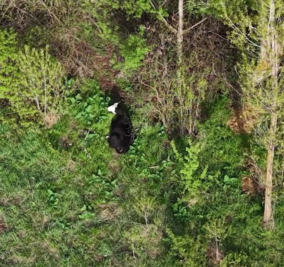 Kezban ninenin firari düvesini dron buldu