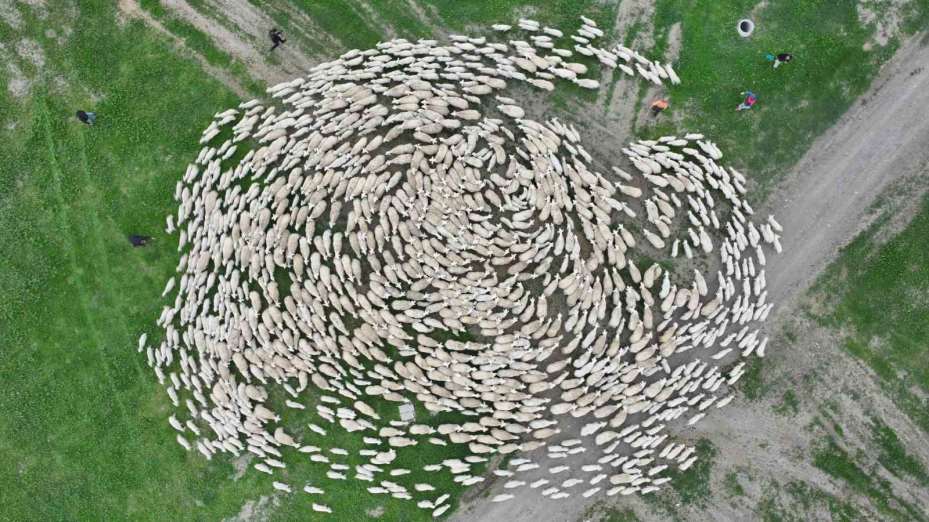 Yüzlerce kuzu annesiyle buluştu, o anlar dron ile görüntülendi