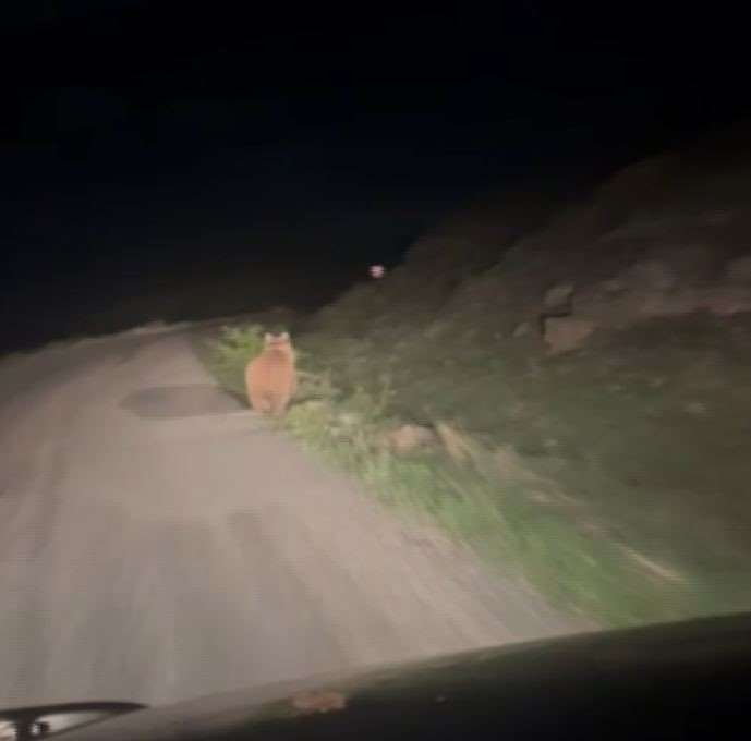 Yolda karşılaştığı ayıyı aracıyla kovaladı