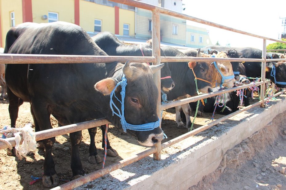 Sivas’da kurban pazarı bu yıl Kovalı Mevkii’nde kurulacak